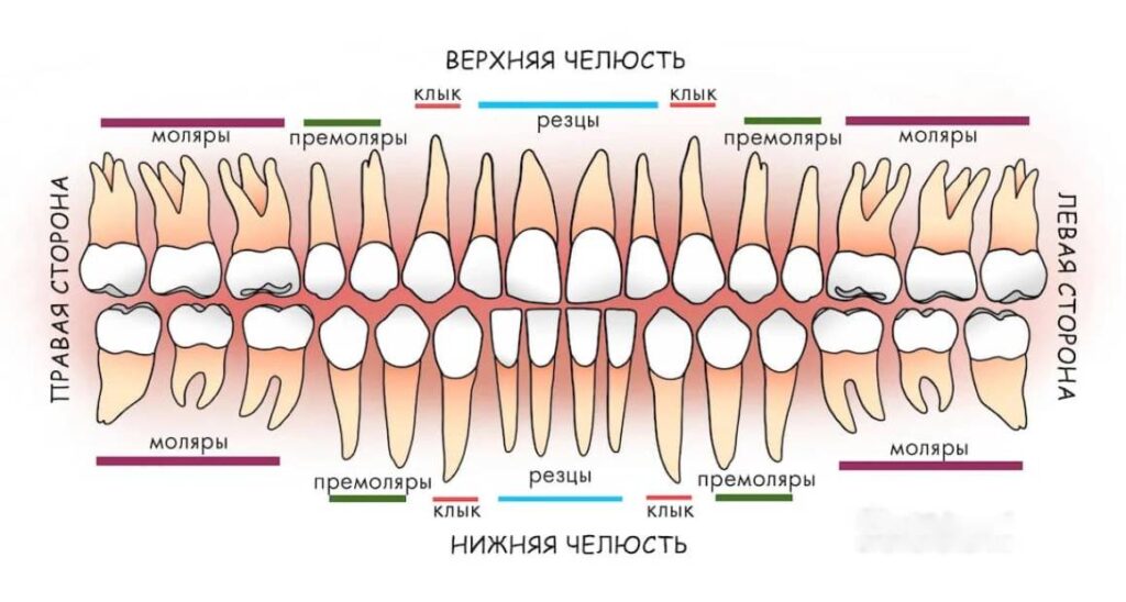 Схема зубов у стоматолога нумерация