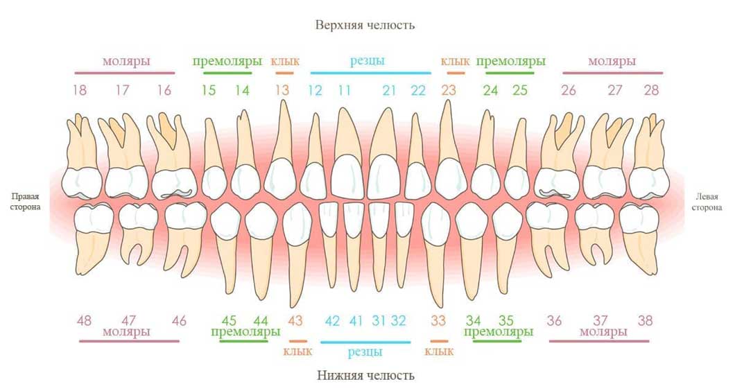 Нумерация зубов.